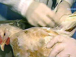 В Дагестане в субботу начнется вакцинация домашней птицы от "птичьего гриппа"