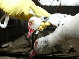 Российские ученые опасаются, что современные методы производства противогриппозных вакцин могут поспособствовать появлению нового штамма "птичьего гриппа", способного передаваться от человека к человеку