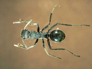 Австралийский ученый-энтомолог из Университета имени Джорджа Кука в городе Таунсвиль открыл муравьев, способных плавать кролем