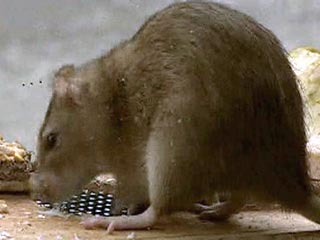 Крыс в Санкт-Петербурге будут травить ядами с запахом пива и шоколада