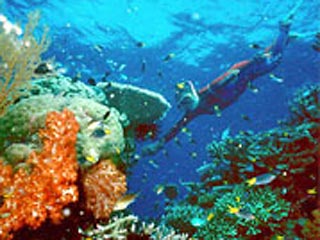 Австралийский ныряльщик вернул владельцу бумажник, который он нашел на глубине 10 метров на Большом барьерном рифе
