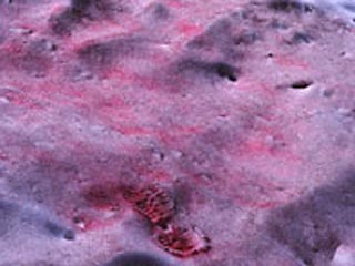 Столь непривычный цвет объясняется продуктами жизнедеятельности распространенных там одноклеточных водорослей под названием Сhlamydomonas nivalis ("хламидомонада снежная", в ее клетках содержится красный пигмент астаксантин