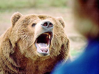 Семилетняя девочка получила серьезные ранения в результате нападения на нее медведицы в пригороде Барнаула