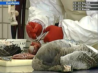 В Великобритании официально подтвержден первый случай гибели птицы от опасного для человека штамма H5N1