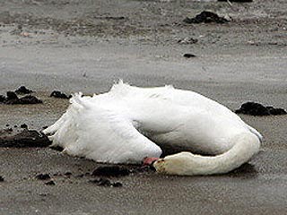 Вокруг места обнаружения мертвого лебедя установлена "зона риска для диких птиц" площадью 2,5 тысячи кв км. На ней расположено 175 птицеводческих хозяйств, а общая численность поголовья пернатых достигает 3,1 млн особей