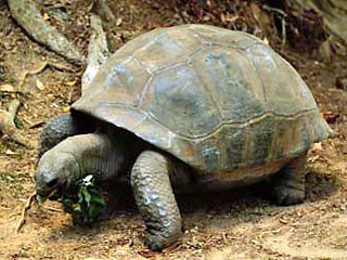 В Каирском зоопарке скончалась 315-летняя черепаха Самира