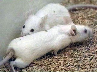 Японские ученые создали мышей, страдающих маниакально-депрессивным психозом, чтобы победить болезнь