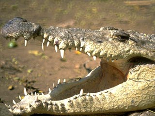 В Уганде умер старейший крокодил Нила "Большая Мама"