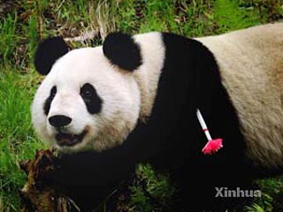 Необычный эксперимент проводят китайские ученые - они впервые в мире отпустили на волю панду, выращенную в питомнике