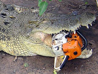 В Австралии крокодил Брут отобрал у рабочего бензопилу