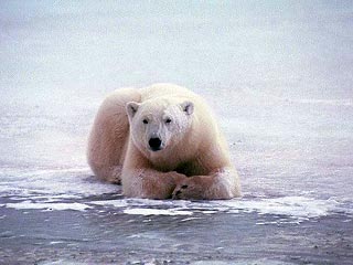 В новом исследовании подтверждается, что вымирание по-прежнему угрожает полярным медведям из-за глобального потепления