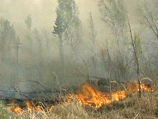Около 150 гектаров объято огнем на литовской части заповедной Куршской косы