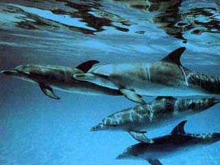 Дельфины зовут друг друга по имени, утверждают ученые