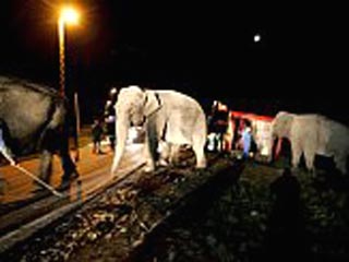 ДТП в Швеции: пострадали четыре слона