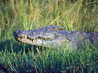 С 1938 года в штате Флорида крокодилы убили лишь 17 человек, однако в этом году на их счету уже три человеческих жизни