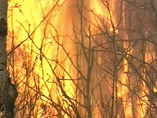 В России в середине мая зафиксировано 418 лесных пожаров, общая площадь которых превышает более 92 тыс. гектаров