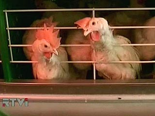 "Птичий грипп" стал причиной массового падежа кур в Омской области