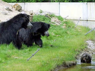 В минувшее воскресенье в зоопарке Beekse Bergen Safari Park нескольких медведей-губачей (Melursus ursinus), которые из животной пиши обычно поедают лишь насекомых, неожиданно потянуло на мясное