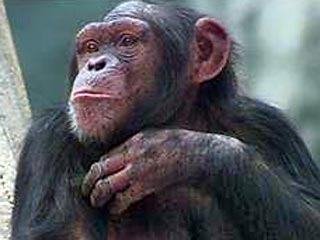 Когда люди и шимпанзе расстались на пути эволюции, они продолжали заниматься сексом еще 4 млн лет