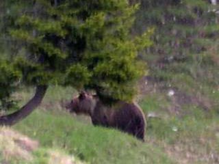 В Германии появился первый с 1835 года живущий в дикой природе медведь. Хищник, следы которого обнаружили 21 мая в Баварии, по всей видимости, пришел из Австрии, где на воле обитают около 30 особей