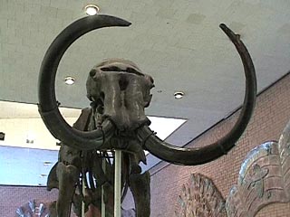 Скелет мамонта в палеонтологическом музее в Москве
