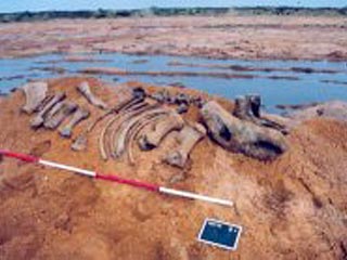 В Испании обнаружены останки носорога, обитавшего на Земле несколько миллионов лет назад