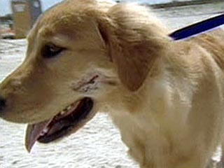 В Соединенных Штатах, где люди очень нежно относятся к своим домашним животным, почти национальным героем стал житель штата Флорида Майкл Рубин, спасший во вторник из пасти аллигатора свою собаку