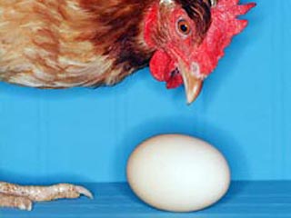 Мучившая в течение веков человечество загадка, что появилось первым - яйцо или курица, разрешена британским ученым Джоном Брукфилдом. На основе новейших знаний в области генетической инженерии он пришел к выводу, что первоначально появилось яйцо