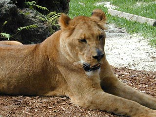 В киевском зоопарке львица загрызла забравшегося к ней 45-летнего азербайджанца