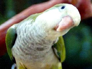 Суд Тель-Авива вступился за попугая, которому хозяин собирался вырвать язык