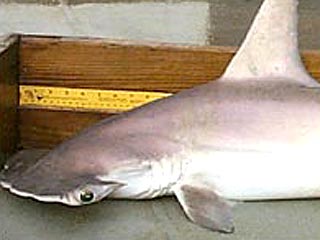 В США обнаружен новый "криптический" вид акулы