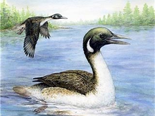 Предки современной утки, существовавшие в меловой период, проводили жизнь преимущественно на поверхности воды, ныряли за пищей и имели те же повадки, что и современные птицы