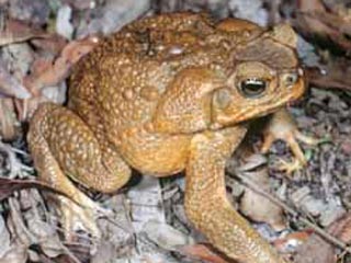 Целые "батальоны" тростниковых жаб неумолимо передвигаются по стране, и власти штата Западная Австралии требует использовать солдат для того, чтобы остановить это нашествие