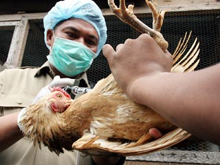 ВОЗ и Минздрав Индонезии подтвердили: "птичий грипп" передался от человека к человеку