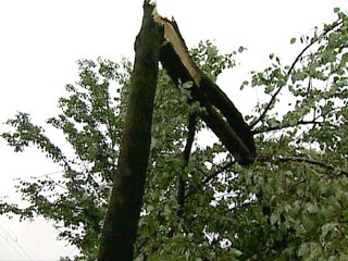 Ураган в Башкирии - поваленным деревом убита девушка