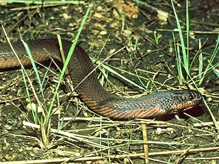 На Борнео найдена змея, способная изменять свой цвет. Открытие сделали ученые из США и Германии. Они обнаружили, что водная змея изменяет окраску, как хамелеон, если ее опустить в темное ведро