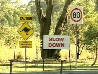 На дорогах Австралии ежегодно гибнет в авариях бессчетное множество кенгуру. Главная опасность для сумчатых в их замедленной реакции