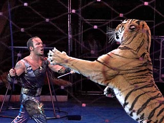 Дрессировщик Артур Багдасаров, пострадавший во время циркового представления в субботу в Москве, вмешался в схватку между двумя тиграми и предотвратил гораздо более серьезные последствия