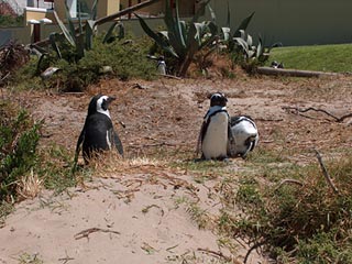 Антарктических пингвинов вылавливают в Рио-де-Жанейро: за месяц спасены уже 42
