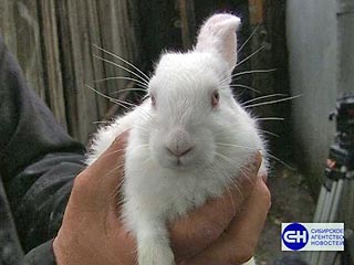 В Красноярске на свет появился уникальный одноухий кролик. Правое ухо животного абсолютно нормальное, однако на месте левого - красная шишка размером с десятикопеечную монету