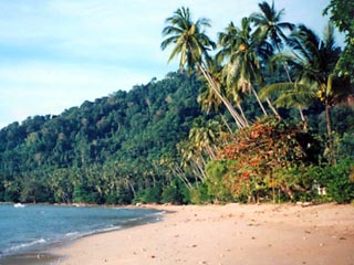 Малазийские ученые сделали крупнейшее за последние годы открытие, обнаружив в джунглях острова Тиоман 14 прежде неизвестных науке видов представителей земноводных