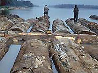 К берегам Японии выбросило 28 тысяч бревен до 10 метров в длину и около метра в диаметре