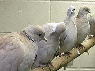 В колонию в Астраханской области наркотики доставляли почтовые голуби