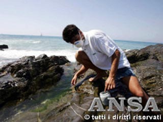 В Италии на побережье близ Генуи распространяется токсичная водоросль: пляжи закрыты
