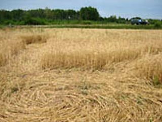 В Латвии обнаружены загадочные круги на полях