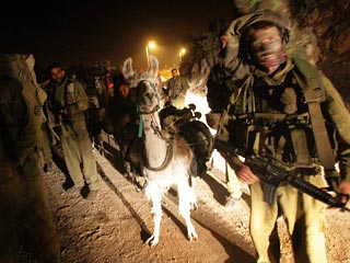 Ламы израильской армии отказались двигаться дальше ливано-израильской границы