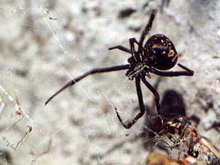 На юге Украины, в Херсонской области, активизировались смертельно опасные пауки - каракурты, или, как называют этих пауков, "черные вдовы". Жертвами укусов этих опасных насекомых только за июнь-июль 2006 года стали 18 человек, из них - один ребенок. Погиб
