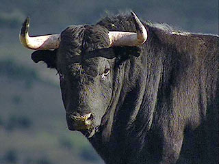 В Крыму бык убил пастуха, не пустившего его к коровам