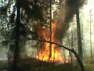 В Волгоградской области горят 400 га леса. Пожар угрожает населенным пунктам