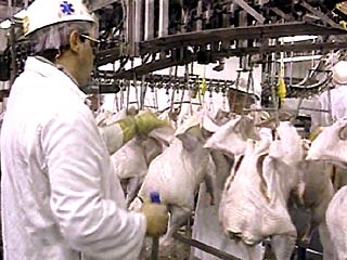 Россия запретила импорт мяса птицы и другой птицепродукции из американского штата Мичиган